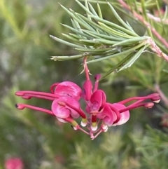 Grevillea rosmarinifolia subsp. rosmarinifolia (Rosemary Grevillea) at Mount Ainslie - 25 Jul 2021 by JaneR