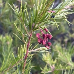 Grevillea rosmarinifolia subsp. rosmarinifolia at Campbell, ACT - 25 Jul 2021