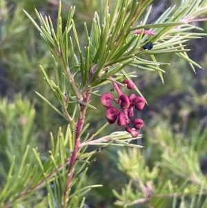 Grevillea rosmarinifolia subsp. rosmarinifolia at Campbell, ACT - 25 Jul 2021