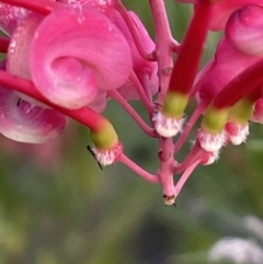 Grevillea rosmarinifolia subsp. rosmarinifolia at Campbell, ACT - 25 Jul 2021