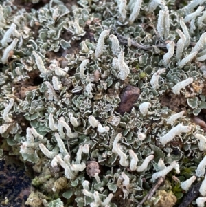 Cladonia sp. (genus) at Molonglo Valley, ACT - 10 Aug 2021