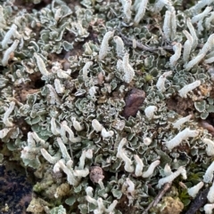 Cladonia sp. (Cup Lichen) at National Arboretum Forests - 10 Aug 2021 by JaneR