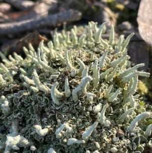 Cladonia sp. (genus) at Molonglo Valley, ACT - 10 Aug 2021 03:56 PM