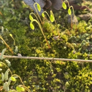 Bryaceae (family) at Molonglo Valley, ACT - 10 Aug 2021