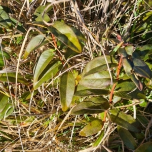 Hypericum calycinum at Macgregor, ACT - 11 Aug 2021