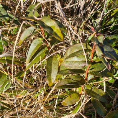 Hypericum calycinum (Rose of Sharon) at Macgregor, ACT - 10 Aug 2021 by Jiggy