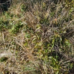 Hypericum calycinum at Macgregor, ACT - 11 Aug 2021