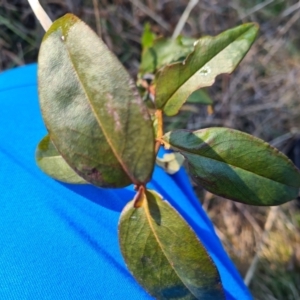 Hypericum calycinum at Macgregor, ACT - 11 Aug 2021 09:20 AM