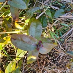 Hypericum calycinum at Macgregor, ACT - 11 Aug 2021