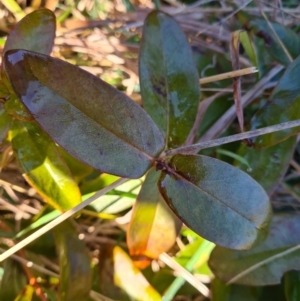 Hypericum calycinum at Macgregor, ACT - 11 Aug 2021