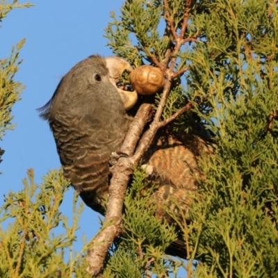 Callocephalon fimbriatum (Gang-gang Cockatoo) at Chifley, ACT - 19 Apr 2021 by redsnow