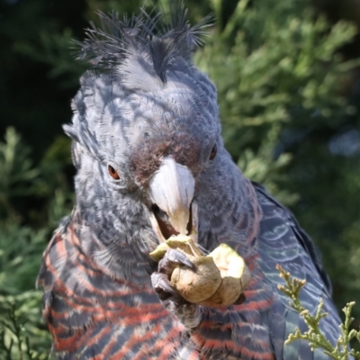 Callocephalon fimbriatum (Gang-gang Cockatoo) at Chifley, ACT - 27 Apr 2021 by redsnow