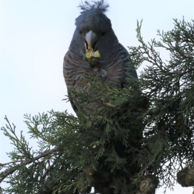 Callocephalon fimbriatum (Gang-gang Cockatoo) at Chifley, ACT - 2 May 2021 by redsnow