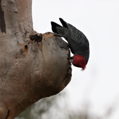 Callocephalon fimbriatum (Gang-gang Cockatoo) at Symonston, ACT - 8 May 2021 by redsnow