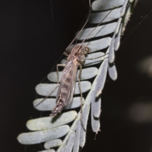 Chironomidae (family) at Fyshwick, ACT - 11 Aug 2021