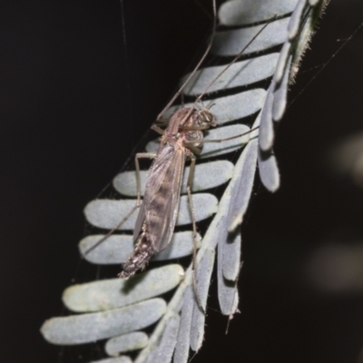 Chironomidae (family) (Non-biting Midge) at Jerrabomberra Wetlands - 11 Aug 2021 by AlisonMilton