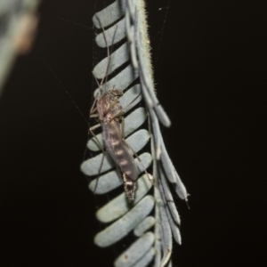 Chironomidae (family) at Fyshwick, ACT - 11 Aug 2021