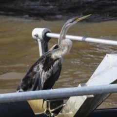 Anhinga novaehollandiae (Australasian Darter) at Kingston, ACT - 11 Aug 2021 by AlisonMilton