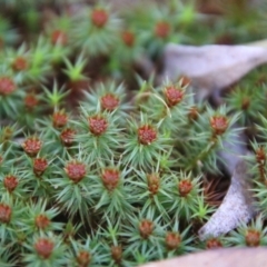 Polytrichaceae sp. (family) (A moss) at QPRC LGA - 11 Aug 2021 by LisaH