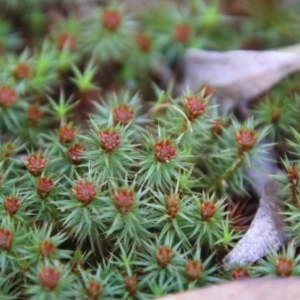 Polytrichaceae sp. (family) at Mongarlowe, NSW - suppressed