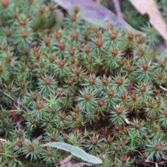 Polytrichaceae sp. (family) at Mongarlowe, NSW - suppressed