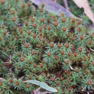 Polytrichaceae sp. (family) at Mongarlowe, NSW - suppressed