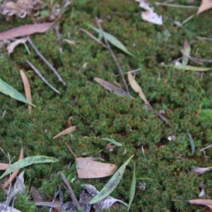 Polytrichaceae sp. (family) at Mongarlowe, NSW - suppressed