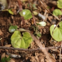 Dichondra repens (Kidney Weed) at Mongarlowe River - 11 Aug 2021 by LisaH