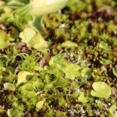 Dichondra repens at Mongarlowe, NSW - suppressed