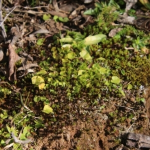 Dichondra repens at Mongarlowe, NSW - suppressed