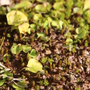 Dichondra repens at Mongarlowe, NSW - suppressed