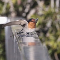 Hirundo neoxena (Welcome Swallow) at Lake Burley Griffin Central/East - 11 Aug 2021 by AlisonMilton