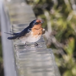 Hirundo neoxena at Kingston, ACT - 11 Aug 2021 12:49 PM