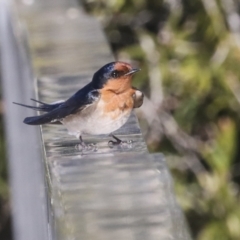 Hirundo neoxena at Kingston, ACT - 11 Aug 2021