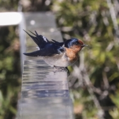 Hirundo neoxena at Kingston, ACT - 11 Aug 2021 12:49 PM