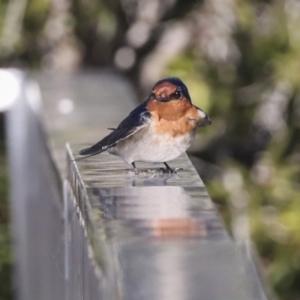 Hirundo neoxena at Kingston, ACT - 11 Aug 2021 12:49 PM