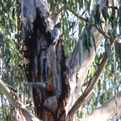 Callocephalon fimbriatum (Gang-gang Cockatoo) at Red Hill to Yarralumla Creek - 9 Aug 2021 by LisaH