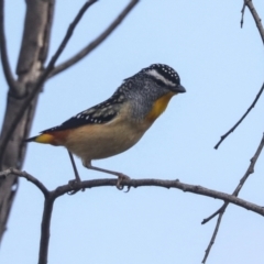 Pardalotus punctatus (Spotted Pardalote) at Fyshwick, ACT - 11 Aug 2021 by AlisonMilton