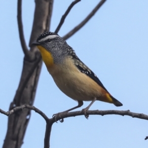 Pardalotus punctatus at Fyshwick, ACT - 11 Aug 2021