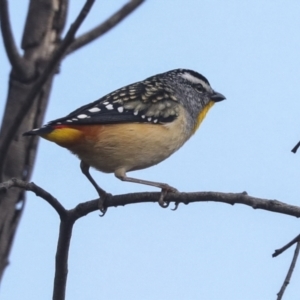 Pardalotus punctatus at Fyshwick, ACT - 11 Aug 2021