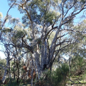 Eucalyptus mannifera subsp. mannifera at Majura, ACT - 11 Aug 2021