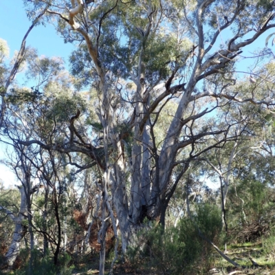 Eucalyptus mannifera subsp. mannifera (Brittle Gum) at Majura, ACT - 11 Aug 2021 by jbromilow50