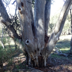 Eucalyptus mannifera subsp. mannifera at Majura, ACT - 11 Aug 2021