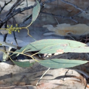 Eucalyptus mannifera subsp. mannifera at Majura, ACT - 11 Aug 2021