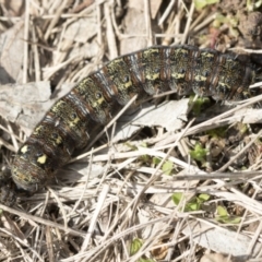 Apina callisto (Pasture Day Moth) at Hawker, ACT - 9 Aug 2021 by AlisonMilton