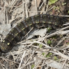 Apina callisto at Hawker, ACT - 9 Aug 2021 10:47 AM