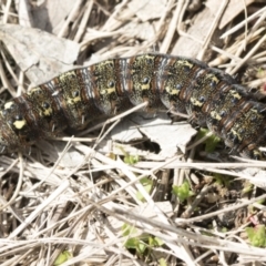 Apina callisto at Hawker, ACT - 9 Aug 2021 10:47 AM