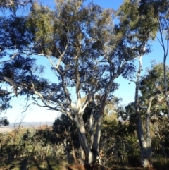 Eucalyptus rossii (Inland Scribbly Gum) at Majura, ACT - 10 Aug 2021 by jb2602