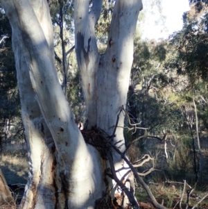 Eucalyptus rossii at Mount Ainslie - 10 Aug 2021