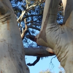 Eucalyptus rossii at Mount Ainslie - 10 Aug 2021